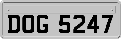DOG5247