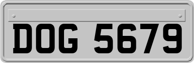 DOG5679
