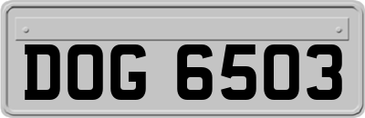 DOG6503