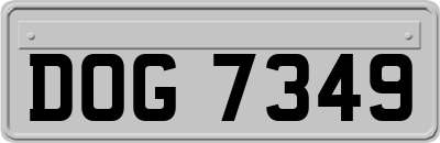 DOG7349