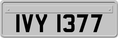 IVY1377