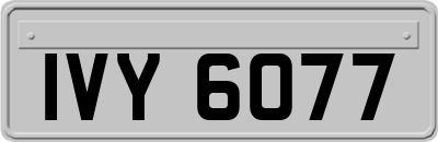 IVY6077