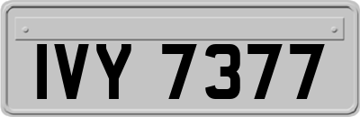 IVY7377