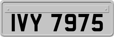 IVY7975