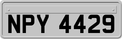 NPY4429