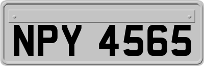 NPY4565