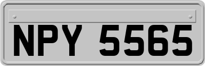 NPY5565