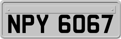 NPY6067
