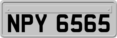 NPY6565