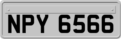 NPY6566