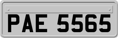 PAE5565