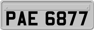PAE6877